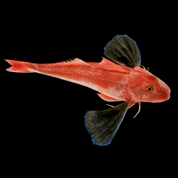 Premium Knurrhahn Filet / Gurnard / Rouget Grondin