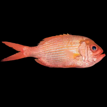 Premium Red Snapper Filet / Sill Snapper – New Zealand