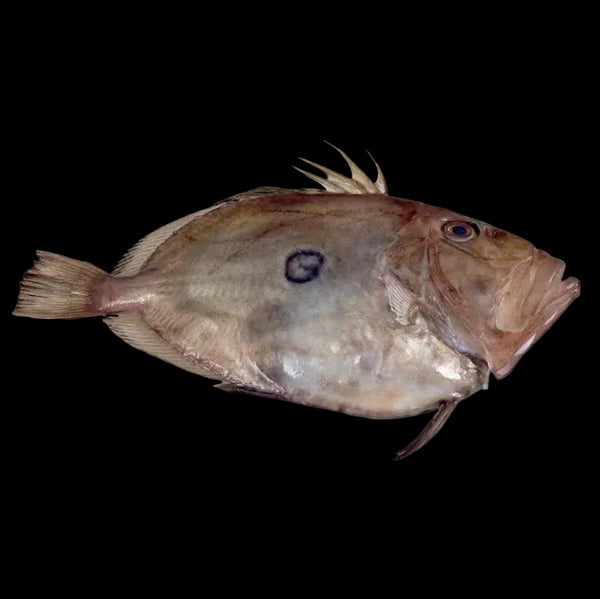 Premium John Dory Filet / Petersfisch – New Zealand