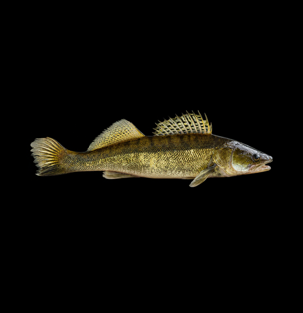 Premium Schweizer Zanderfilet